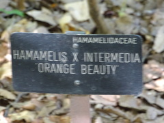 Hamamelis × intermedia