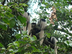 Colobus caudatus