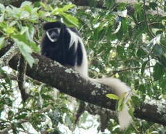Colobus caudatus