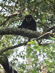 Colobus caudatus