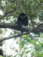 Colobus caudatus