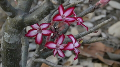 Adenium multiflorum image