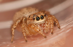 Habronattus altanus