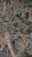 Strychnos cocculoides