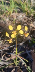 Diuris nigromontana