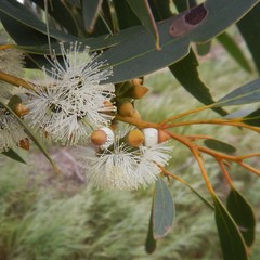 Eucalyptus diversifolia