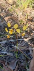 Diuris nigromontana