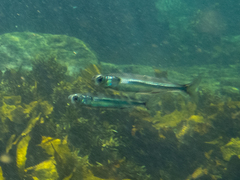 Atherinomorus vaigiensis