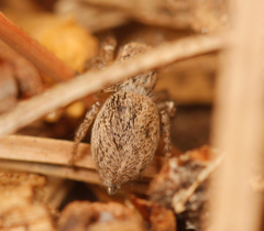 Habronattus altanus
