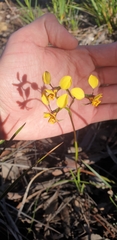 Diuris nigromontana