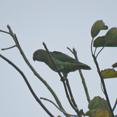 Geoffroyus geoffroyi