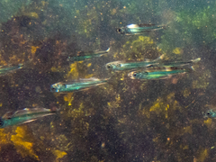 Atherinomorus vaigiensis