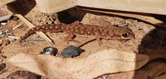 Pachydactylus