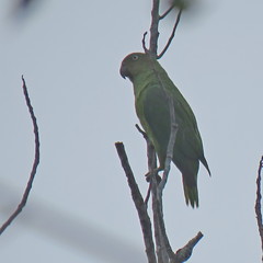 Geoffroyus geoffroyi