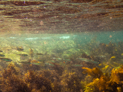 Atherinomorus vaigiensis