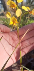 Diuris nigromontana