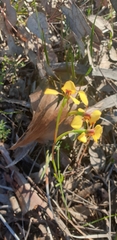 Diuris nigromontana