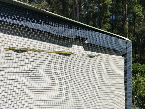 Common Tree Snake sighting