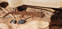 Pachydactylus