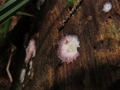 Phlebia centrifuga