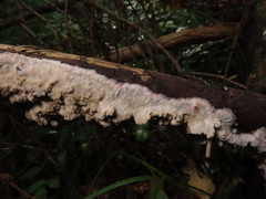 Phlebia centrifuga