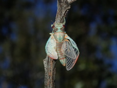 Popplepsalta notialis