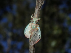 Popplepsalta notialis