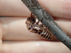 Popplepsalta notialis