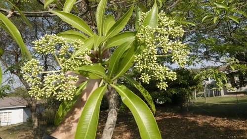 Rauvolfia caffra image