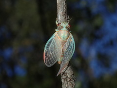 Popplepsalta notialis