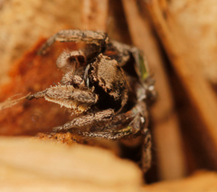 Habronattus festus