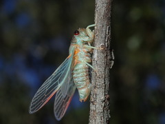 Popplepsalta notialis