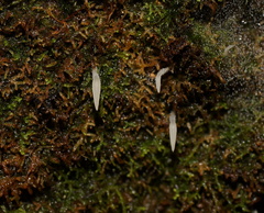 Mucronella pendula
