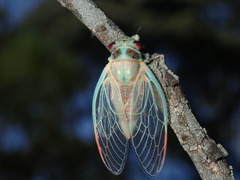 Popplepsalta notialis
