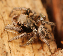 Habronattus festus