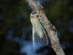 Popplepsalta notialis