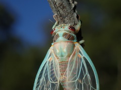Popplepsalta notialis
