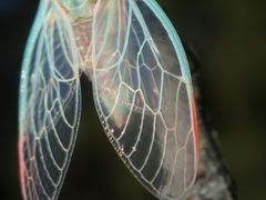 Popplepsalta notialis