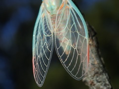 Popplepsalta notialis