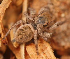 Habronattus festus
