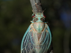 Popplepsalta notialis