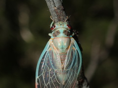 Popplepsalta notialis