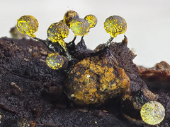 Elaeomyxa reticulospora