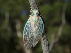 Popplepsalta notialis