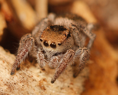 Habronattus festus