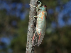 Popplepsalta notialis