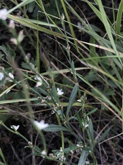 Polygonum douglasii