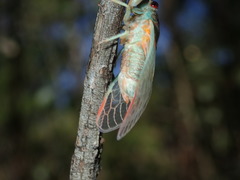 Popplepsalta notialis