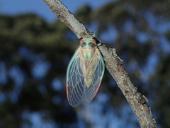 Popplepsalta notialis