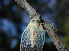 Popplepsalta notialis